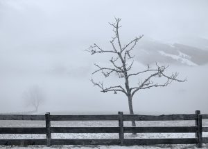 B&W images of fence and trees/