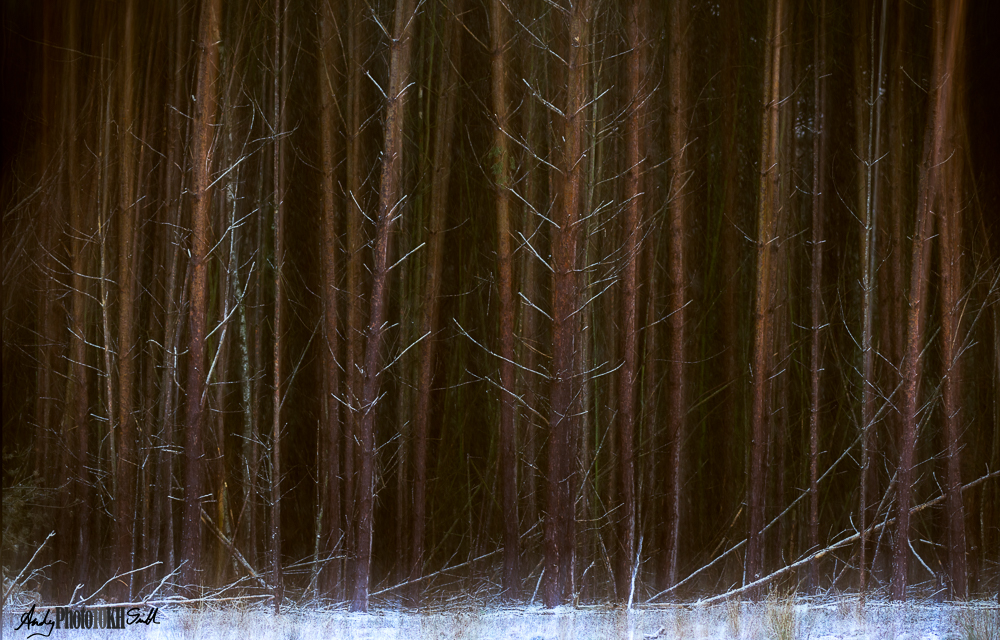 Winter woodland scene - Learning Photography in the Winter