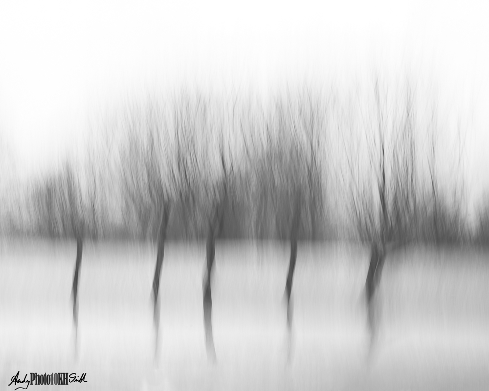 Minimalist B&W ICM of winter copse of trees