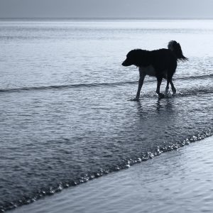 Silhouette of collie paddling in the shallows