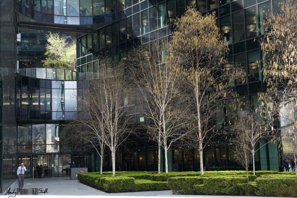 Trees and Glass Fronted Office Buildings