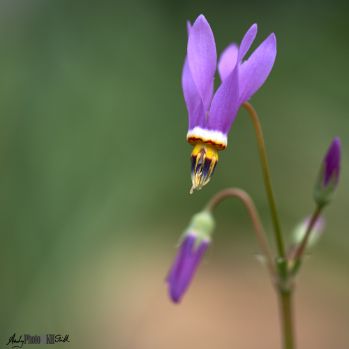 Minimalist Purple Flower