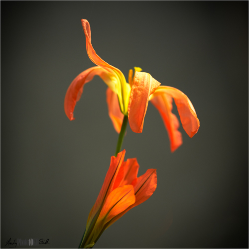 Orange flower