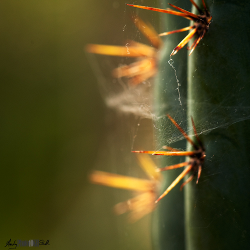 Cacti spikes close up with cobweb