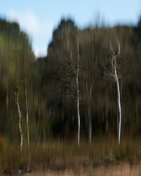 Blend of image shot with intentional camera movement and straight with dominant white trees