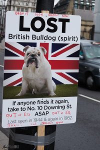 British Bulldog named Spirit