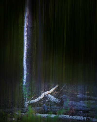 Composite ICM straight woodland photo