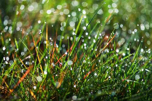 Close up of spring grasses with bokeh