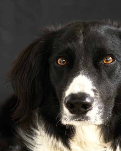 Dog shot in studio but without artifical lighting