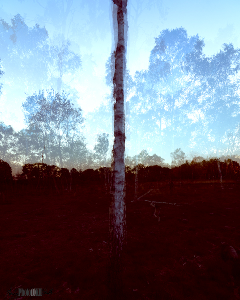 Multiple exposure from around a single silver birch tree trunk