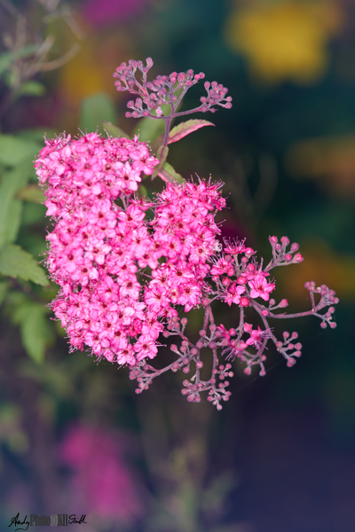 Pink flower Ten Thousand Hour Photography Apprenticeship