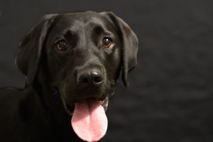 Dog with tongue hanging out 