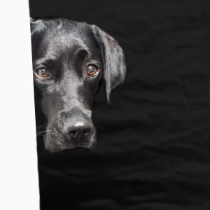 Black Lab Black Background White Door