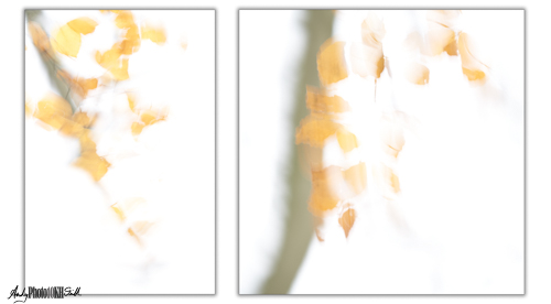 Two images of a tree branch shot with intentional camera movement