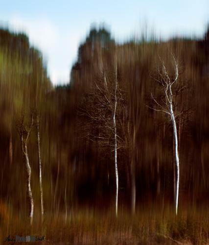 Straight/ ICM composite of Buckinghamshire woodland scene