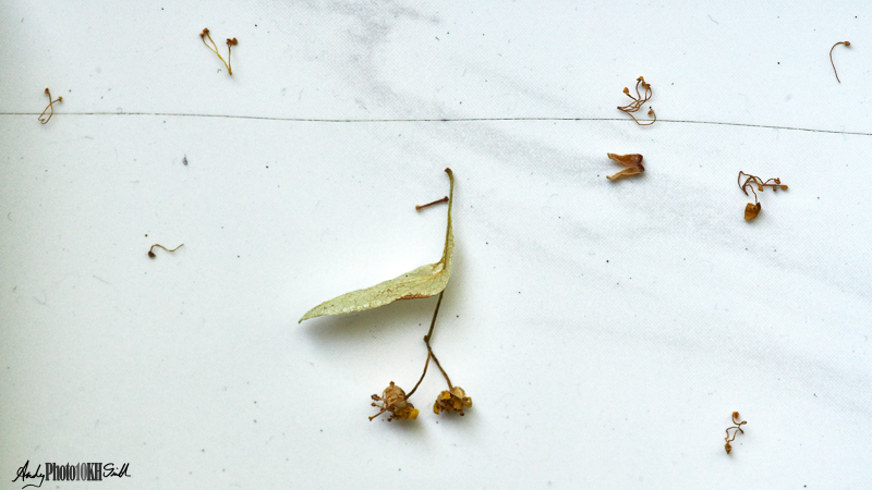 Lime tree seed on windowsill