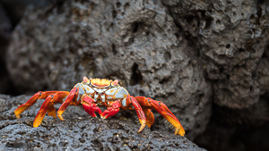 Red crab on black gold infused rock