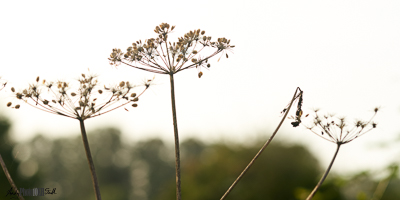 Third in floral triptych