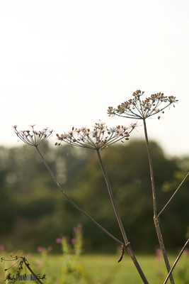 Second of floral triptych