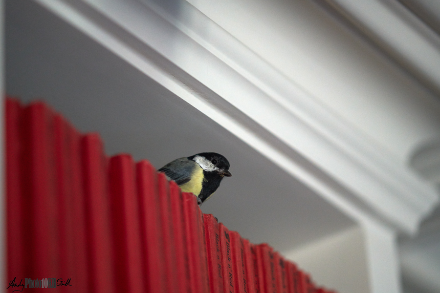 Bird on black and red books on shelf