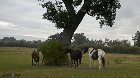 Horses under a tree in the rain