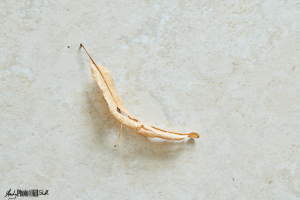 Dried leaf on tile floor