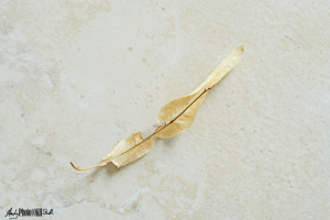 Dried leaf on tile floow