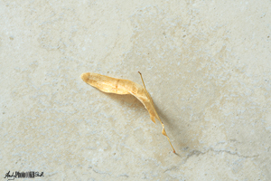 Dried leaf on tile floow