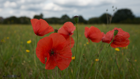 Poppies in grass with dandelions