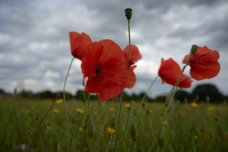 Poppies against the sky
