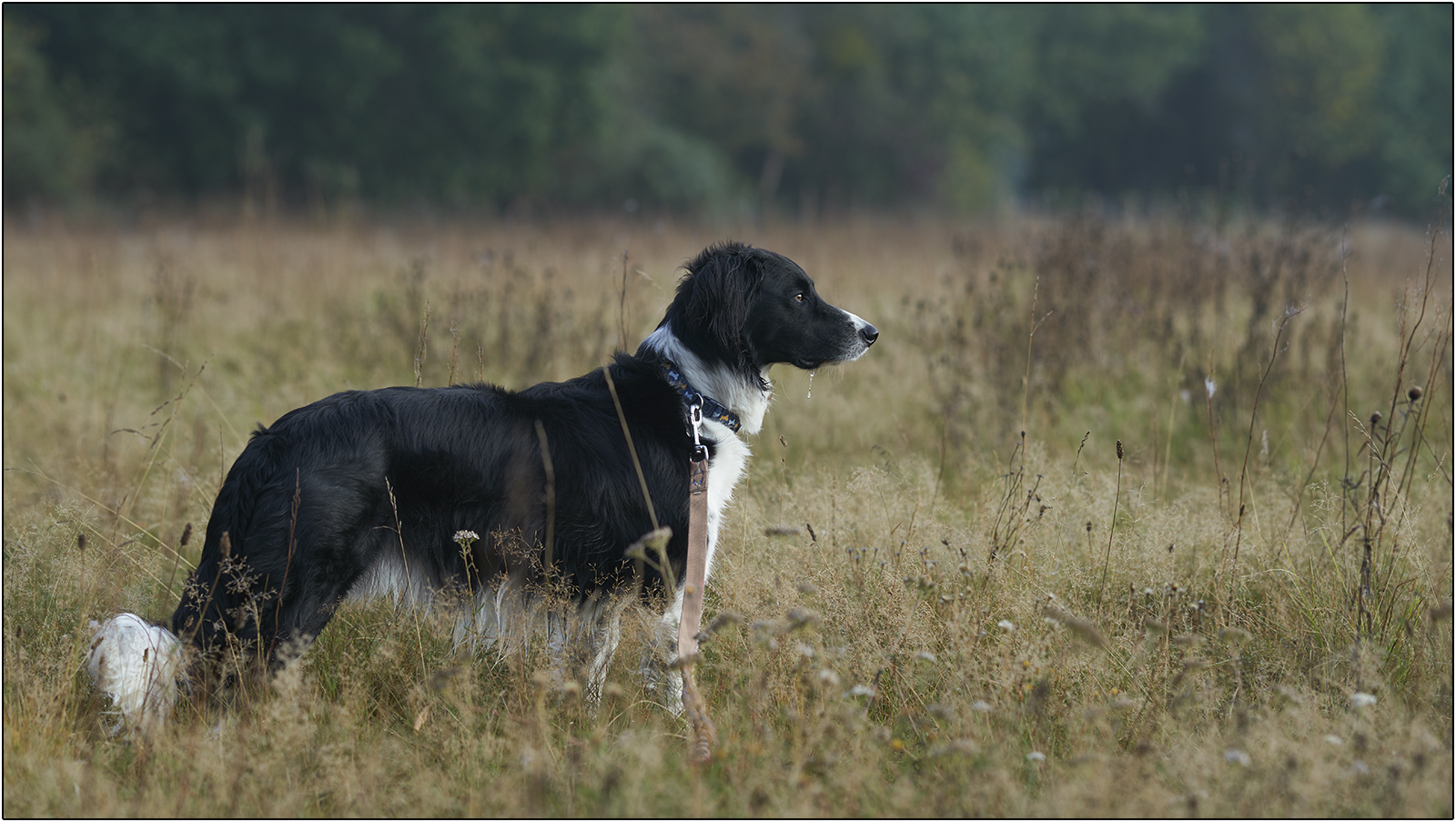 Collie dog in field