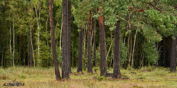 Copse of Trees iin Stoke Common