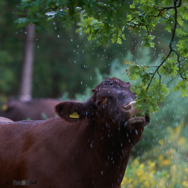 Bovine Water Droplets