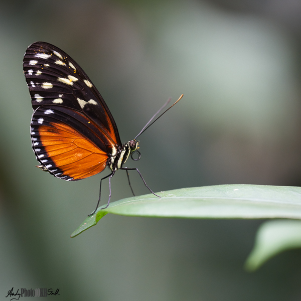 Butterfly on leaf