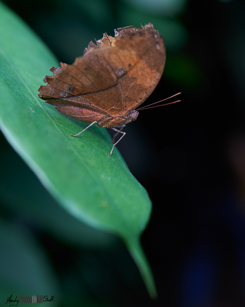 Butterfly on leaf