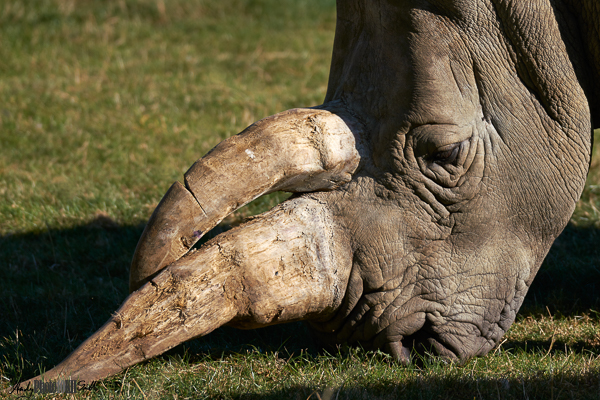 Head and horn of white rhino