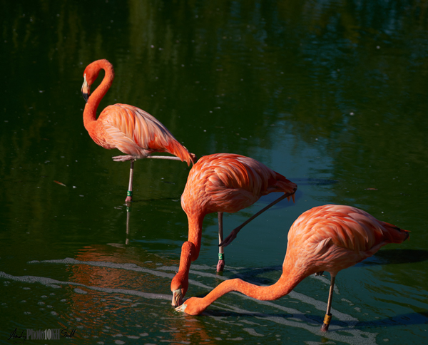 Three flamingoes