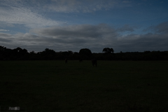 4pm 35mm West