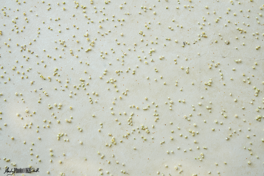 Seeds on balcony floor