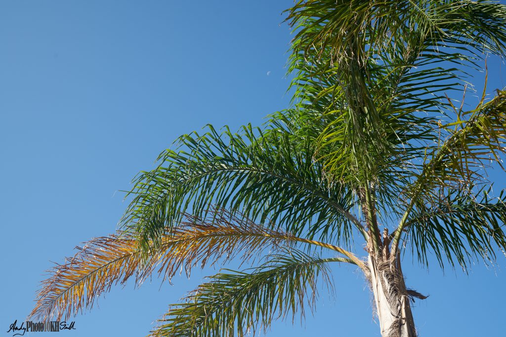 Palm tree Lourdas Beach Fiskardo Kefelonia