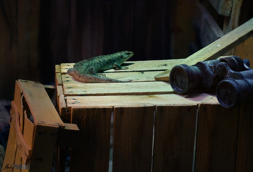 Pre-arranged scene in the Reptile House