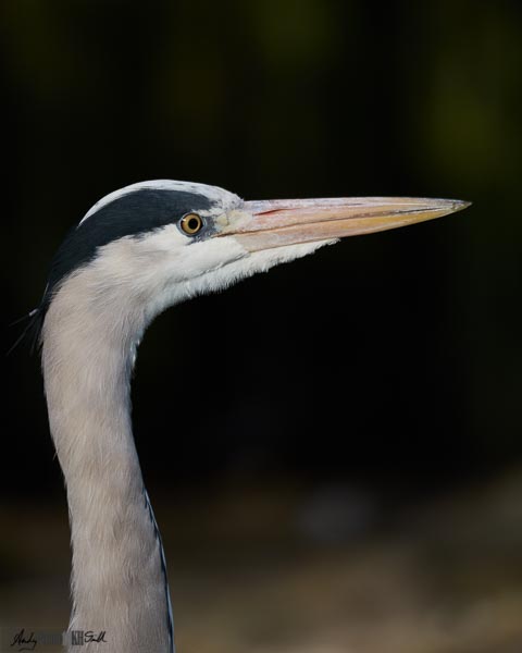 Wild heron by the Penguin enclosure London Zoo