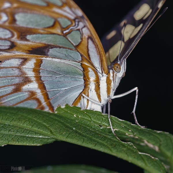 Macro image of butterfly on leaf