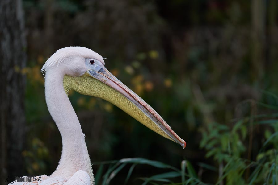 Pelican head and neck