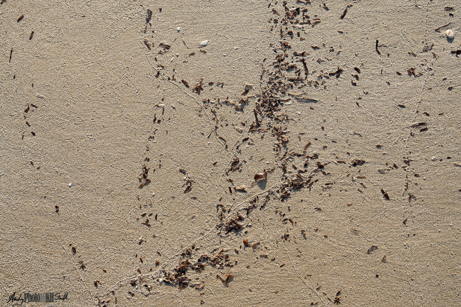 Pattern of debris on sand
