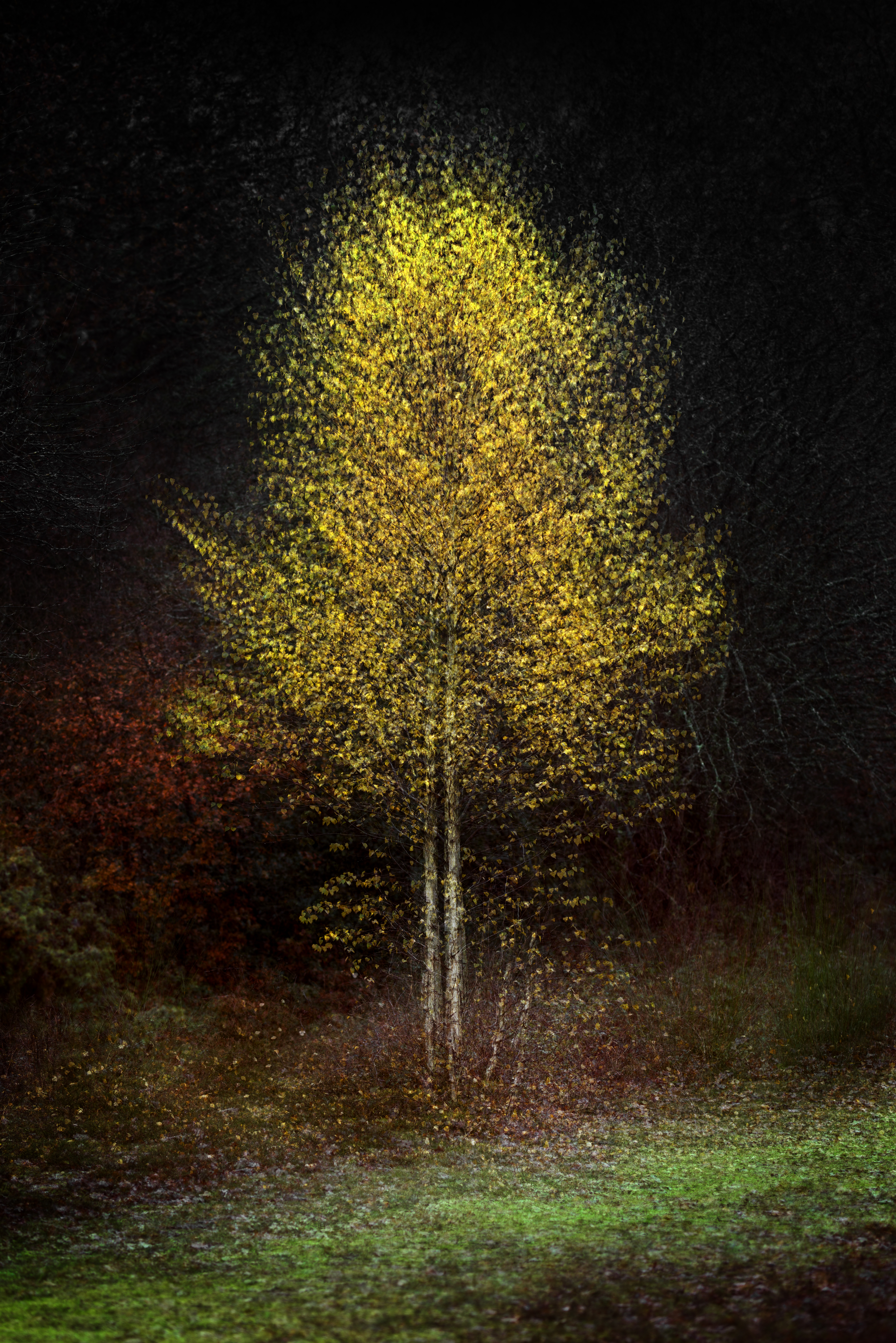 Multiple exposure of autumnal tree