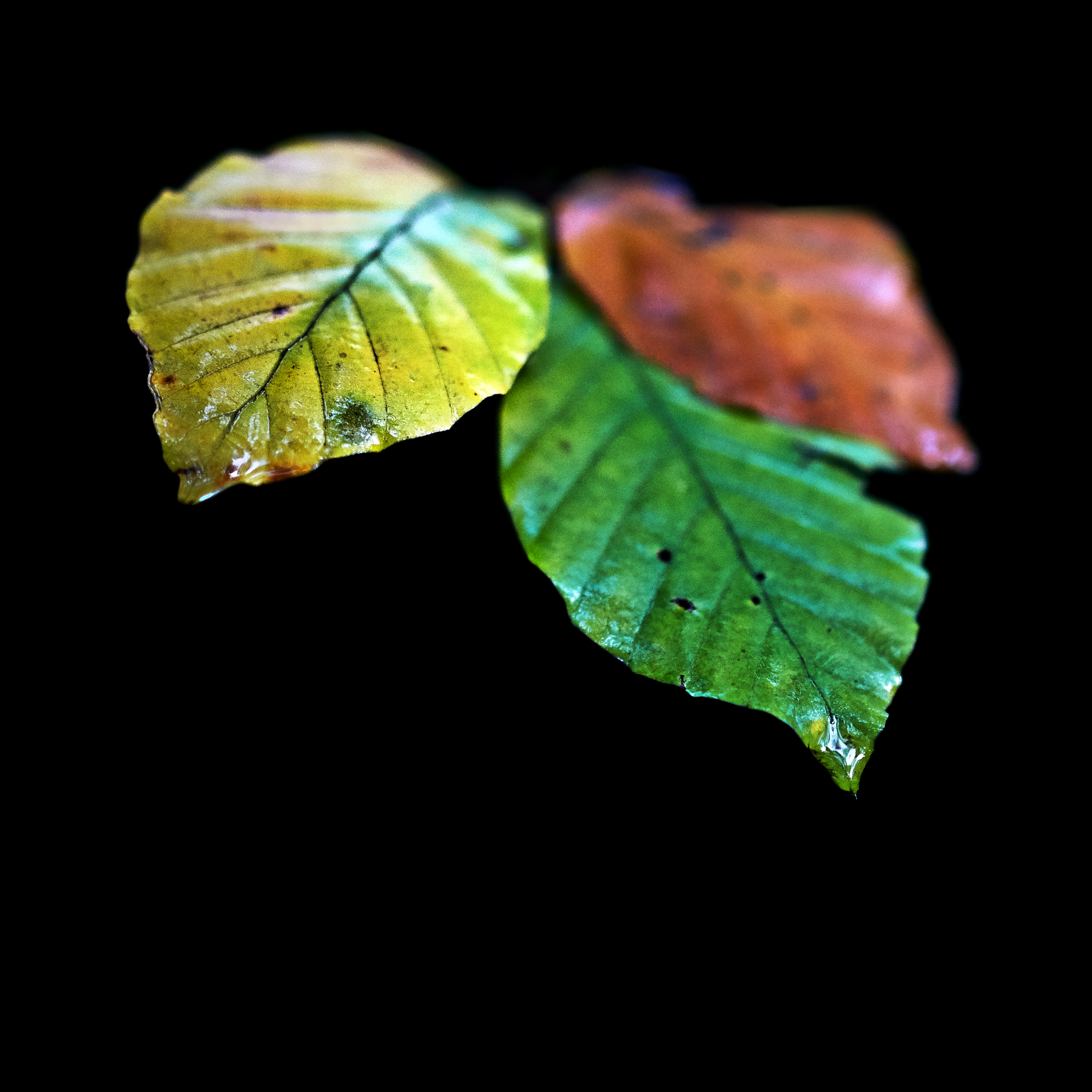 Low key image of three leaves
