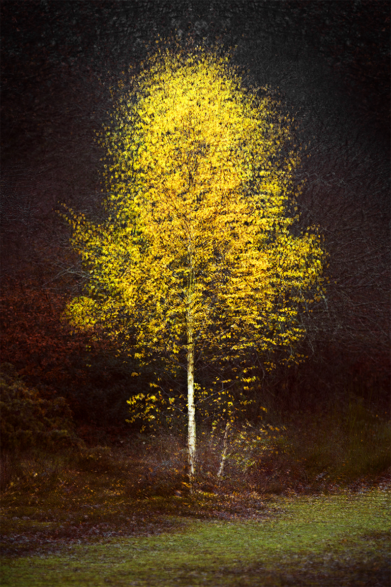 Revised Multiple Exposure Image of Tree in Autumn
