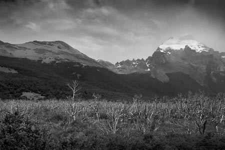 forest of burnt trees El Chalten Argentina