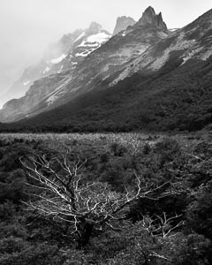 Dead Tree Patagonia